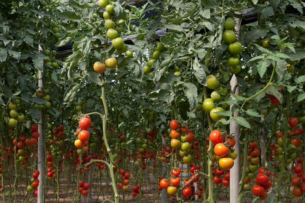 Comercializadora de Productos hortofrutícolas de almeria en todo Europa