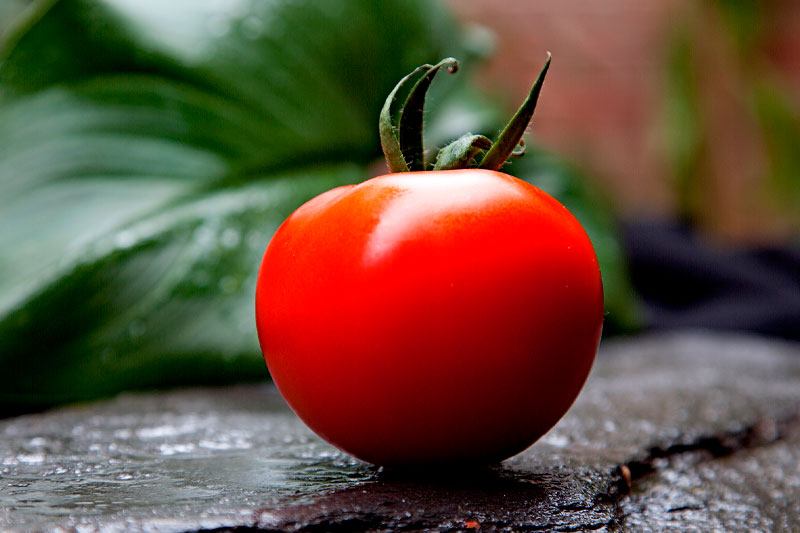 Comercializadora de Productos hortofrutícolas de almeria en todo Europa