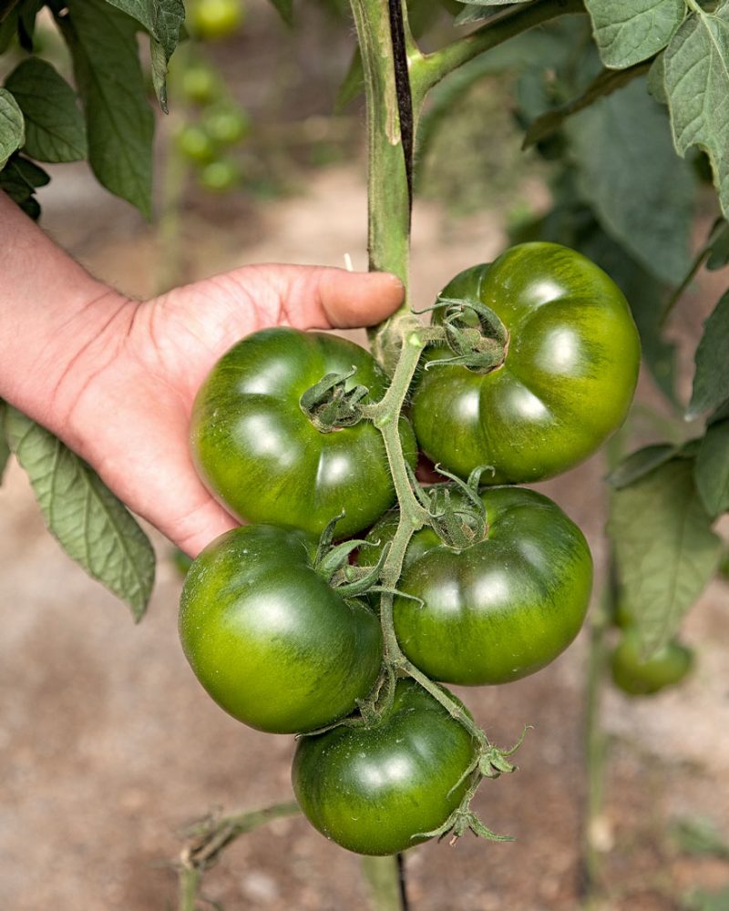 agicultores-de-tomate-en-rama agicultores-de-tomate-en-rama