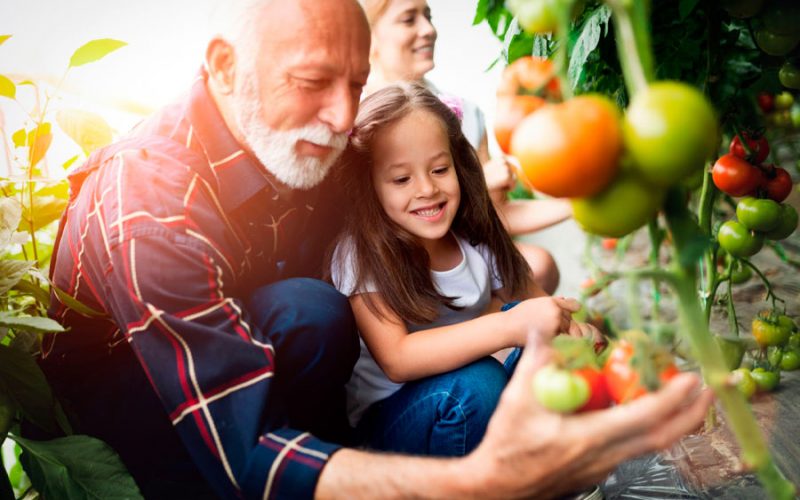 tradicion-en-la-agricultura Comercializacion de pimiento California y tomate en rama con la maxima calidad y sabor de Almería